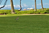 <!-- 250208 --!> February 8 to February 15 2025 <br> Two Bedroom <br> OCEAN VIEW <br> Westin South Buildings <br> MAUI <br>