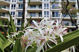 <!-- 250525 --> May 25 to May 29 2025<br>Studio<br>ISLAND VIEW<br>Westin South<br>MAUI <br>