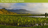 <!-- 270129 --> January 29 to February 5 2027<br>Two Bedroom<br>OCEAN VIEW<br>Hanalei Bay Resort<br>KAUAI<br>