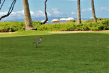 <!-- 250419 --> April 19 to April 26 2025<br>Studio<br>OCEAN FRONT<br>Westin South<br>MAUI<br>