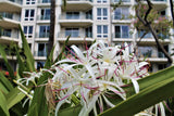 <!-- 250419 --> April 19 to April 26 2025<br>Studio<br>OCEAN FRONT<br>Westin South<br>MAUI<br>